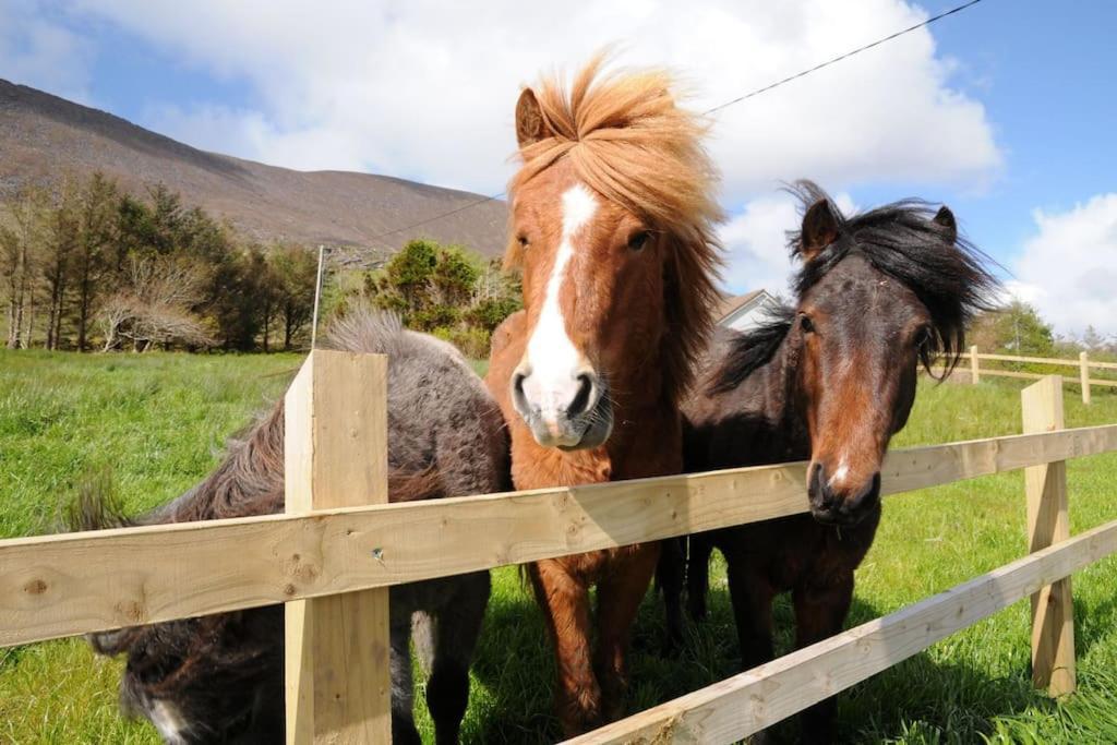 Cottage Skelligs Coast, Ring Of Kerry Cahersiveen Exterior foto